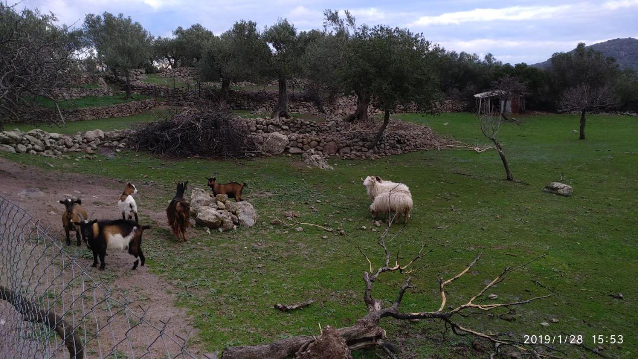 Ktima Kiourelioti Villa Skala Sykamineas Exteriör bild