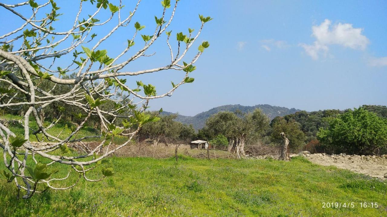 Ktima Kiourelioti Villa Skala Sykamineas Exteriör bild